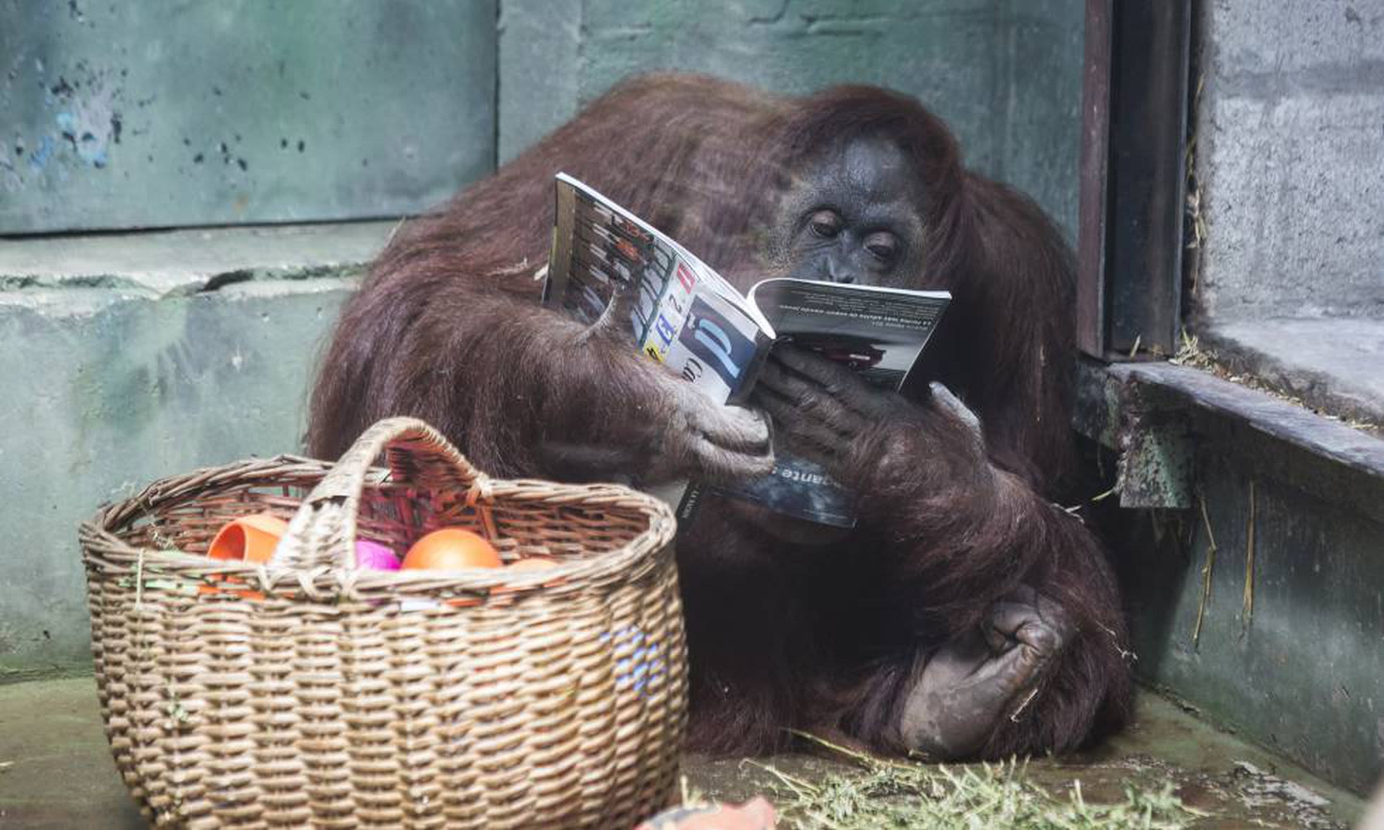 Sandra con una revista en sus manos, junto a una canasta con comida.