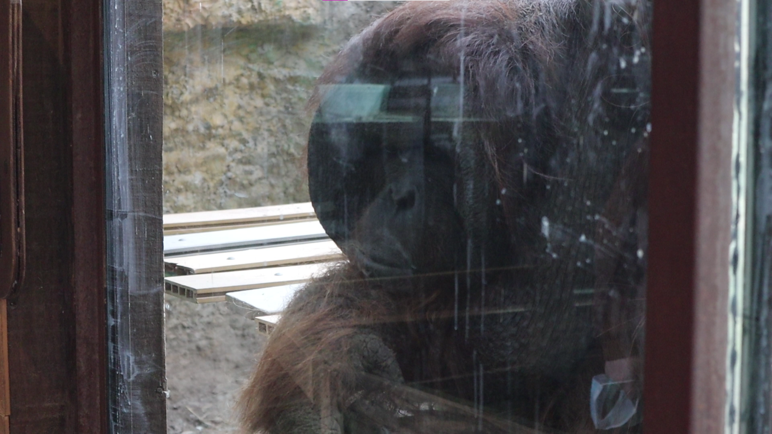 El orangután de Borneo viendo a las personas que lo "visitan"
